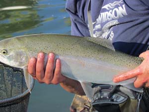 Healthy front yard Rainbow Trout